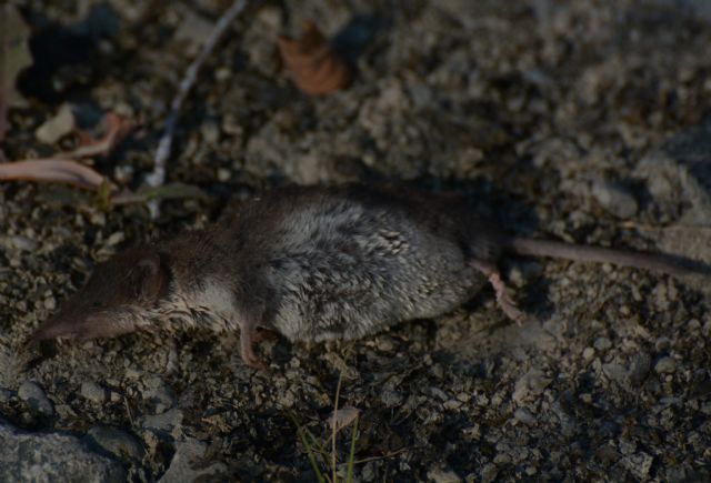 Crocidura?  S, Crocidura leucodon